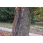 Test De Traction pour Arbre