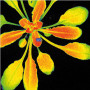 Caméra fixe fermée pour imagerie par fluorescence chlorophylle : FluorCam FC 800-C